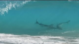 Thousands of sharks close to shore shuts Florida beaches [upl. by Ettenwahs]