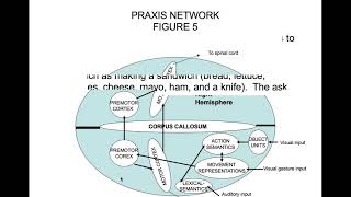 Apraxia Part 3 Conceptional Ideational and Construction Apraxia [upl. by Nnaeilsel]