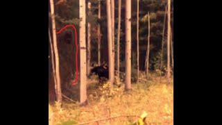 Giant Colorado Sasquatch Caught Between a Hunter amp Battling Bull Moose [upl. by Enneillij]