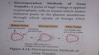 Methods of gene transfer in TAMILChapter 4BOTANYPrinciples and process of biotechnology [upl. by Eessej]