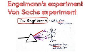 Engelmanns experiment using cladophora and aerobic bacteria in photosynthesis [upl. by Gnes881]