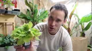 Propagating Pinguicula moranensis  Mexican Butterwort [upl. by Elconin141]