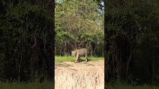 Majestic Jaguar Patrols the Waters Edge in the Pantanal Brazil 🐆 shorts jaguars wildlifeshorts [upl. by Urion]