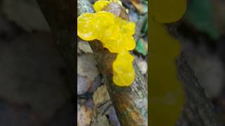 Гриб Дрожалка оранжевая Tremella mesenterica 🍄 [upl. by Enrique]