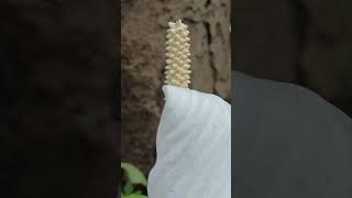 Spathiphyllum montanum flower  happy through  beautiful flowers  beautiful through [upl. by Suneya]