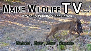 Maine Wildlife Trail Video  Bobcat catches prey  Bear  Deer  Trail Cam  week ending 51422 [upl. by Ylro]