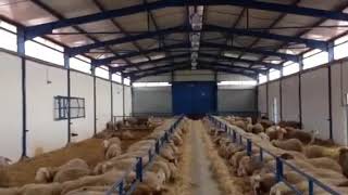 LIVE ASSAF SHEEP FROM EVERGREEN FARMERS [upl. by Peggie]