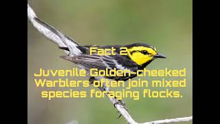 Bird Of The Day 2 Golden Cheeked Warbler endangered due to habitat loss [upl. by Llieno]