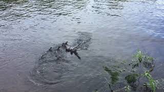 Northern Pike attacks duck family [upl. by Eedrahs]