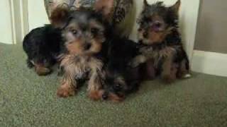 Yorkshire Terrier Puppies from Roses Litter  Yorkies [upl. by Ardnahs]