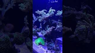 100 gallon soft coral reef tank minimilistreeftank [upl. by Lenrad725]