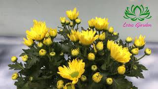 How to grow and care for chrysanthemums in pots at home [upl. by Annohsat]