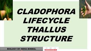 Cladophora Lifecycle ll Thallus Structure ll Reproduction ll biology neet upsc viral botany [upl. by Ddot]