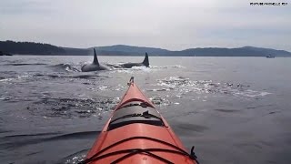 Yikes 30 killer whales surrounded her kayak [upl. by Gentilis]