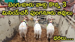 Miniature and Punganur Cows price in Andhra  9398882019 [upl. by Zea]