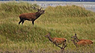 Rotwild Brunft am Darsser Ort Deer Rattles at Darss place [upl. by Drofub]