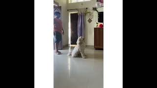 Watch this Lhasa Apso puppy Grow👆  Dog playing with Baloon🎈  Dog BDay Celebration  whitedog [upl. by Hibbert]