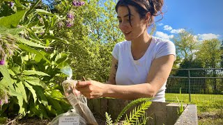 Growing Elderberry amp Comfrey From Cuttings PLUS Where to Source them [upl. by Orlene]