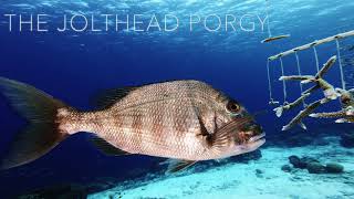 Fish of Bonaire the Jolthead Porgy  Filmed by Lorenzo Mittiga [upl. by Assilrac2]