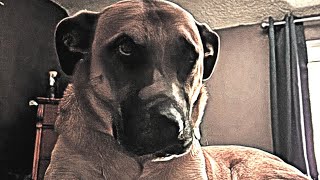 Singing Black Mouth Cur  Warŋ1ŋG this may make your dog bark along with it dOnt crAnk tHe sOuNd [upl. by Yesteb]