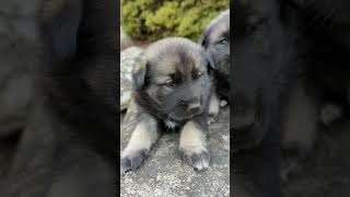 So Cute Norwegian Elkhound Puppies [upl. by Amberly]