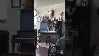 Pure talent I feel you dog piano doglover puppies [upl. by Elconin100]