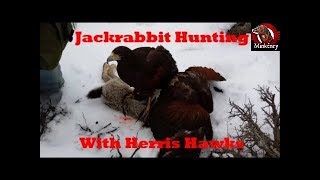 Jackrabbit Hunting with Harris Hawks [upl. by Estella838]