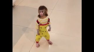 Training the pocket monkey [upl. by Anerual]