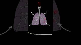 Lung Sounds Quiz  Normal and Abnormal lung sounds types respiratory [upl. by Cullan]