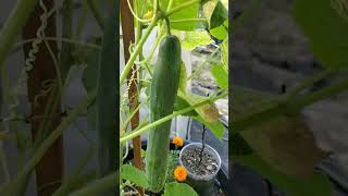 The Armenian Cucumbers climb growth 🥒🌱⬆️ Did you know look in discription ⬇️👀 [upl. by Hendricks]