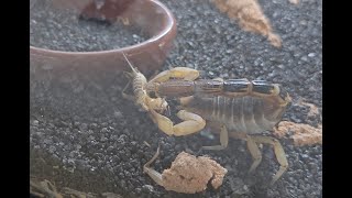 July 24 Poseidon Feeding 7  Hadrurus arizonensis [upl. by Nevile]