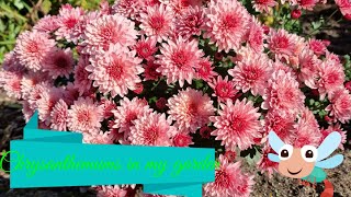 chrysanthemums in my garden [upl. by Eoj]