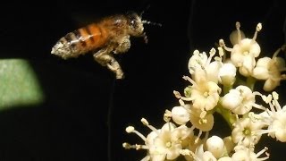 Plants for Honey Bees and Pollinators Bee Friendly Ligustrum [upl. by Adlesirk616]