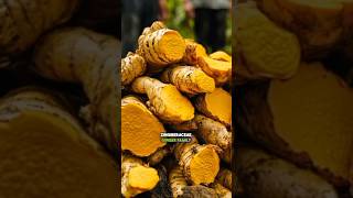 What are the key characteristics of plants in the Zingiberaceae Ginger Family [upl. by Ahsoyem]