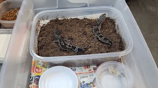 How to set up BREEDING GROUPS of leopard geckos [upl. by Burkitt571]