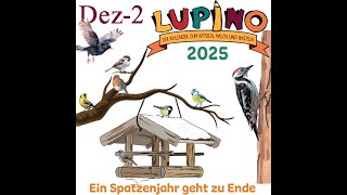 Lupino 2025  19 Ein Spatzenjahr geht zu Ende [upl. by Yekcim]