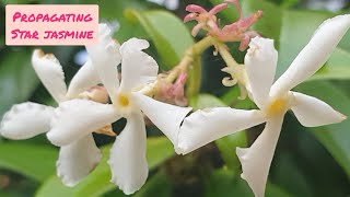 Propagating Star Jasmine Cuttings in WATER Confederate Jasmine  With RESULTS  Free Plants  UK [upl. by Mallina132]