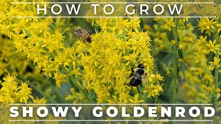 Showy Goldenrod  A True Pollinator Magnet [upl. by Gottlieb]