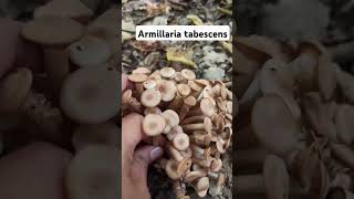 Armillaria tabescens shorts mushroom fungi foraging [upl. by Jeramie]