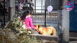 LATINZOO quotLA EXPO VETERINARIA LATINAquot Presenta 1er Foro Latino de Bienestar Animal [upl. by Nalced]