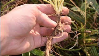 How To Harvest Wild Carrot Queen Annes Lace Daucus Carota  Wild Edibles [upl. by Feriga]