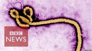 Ebola virus How is it contracted BBC News [upl. by Cilegna701]