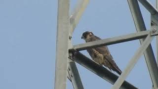 Jimena estirándose y descansando en una torreta Halcón peregrino Castronuevo de Esgueva [upl. by Nnaylloh]