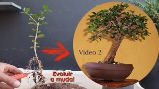 Criando um Bonsai de acerola apartir de Semente [upl. by Karlen]