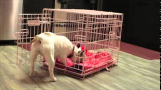 Crate Training Tips for Dogs [upl. by Hajidak]