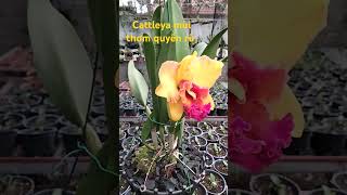 Hoa lan Cattleya  Bông to Hoa thơm tuyệt vời [upl. by Eixid]