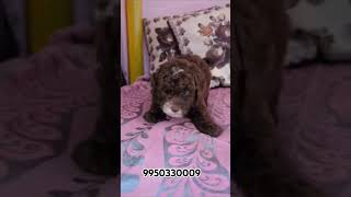 Toy Poodle l Miniature Poodle l Dog Varanasi l poodle poodledog shortfeed shorts trending dog [upl. by Zola51]