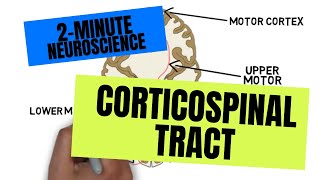 2Minute Neuroscience Corticospinal Tract [upl. by Eisset]