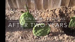 Update Opuntia Cactus After Two Years [upl. by Bunde]