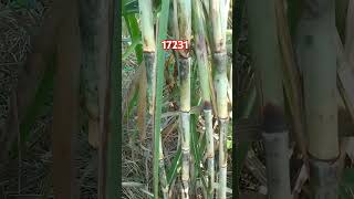 17231 sugarcane variety [upl. by Aramit]